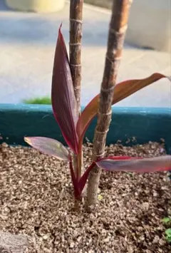 2026年最新】コルジリネの人気アイテム - メルカリ