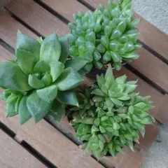 多肉植物 ハオルチア 3点セットD