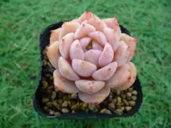 うさこ様 リクエスト 2点 まとめ商品