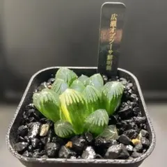 杏*子様 ハオルチア　広瀬オブツーサ鮮明錦　大きめ