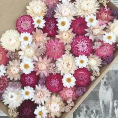 A75/506 薄花 ジニアのプリザーブドフラワー 花材セット 詰め合わせ