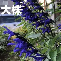 きみちゃん様 リクエスト 2点 まとめ商品