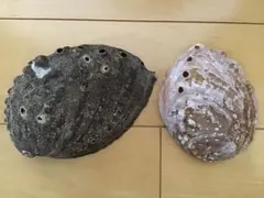 あわび　貝殻　大小2個セット