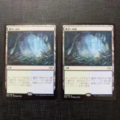 霧深い雨林 6枚 英語 MTG - メルカリ