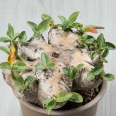 2025年最新】恵比寿笑の人気アイテム - メルカリ