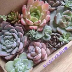 ③エケベリア　多肉植物詰め合わせセットカット苗。寄せ植えセット。多肉弁当　韓国苗