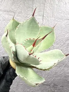 2026年最新】アガベ パリー トランカータの人気アイテム - メルカリ