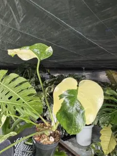 o.r様 リクエスト 2点 まとめ商品