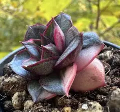 c*i様 No.e551新入荷　麒麟座錦　エケベリア　多肉植物　撮影12月13日