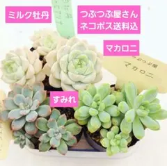 2026年最新】つぶつぶ屋の人気アイテム - メルカリ