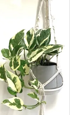 モンステラ茎伏せ成功しっかり発根3苗　そのままメルカリ便で匿名発送 モンステラ茎伏せ成功しっかり発根3苗 そのままメルカリ便で匿名発送