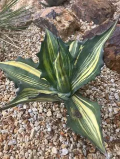 2025年最新】フェロックス 縞斑の人気アイテム - メルカリ