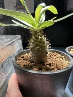 パキポディウム グラキリス 2株セット 塊根植物 【②のびのびセット