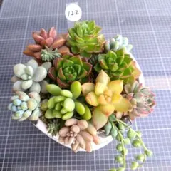 多肉植物(122)カラフル寄せ植えセット