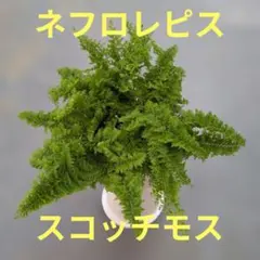 ネフロレピス　スコッチモス 2
