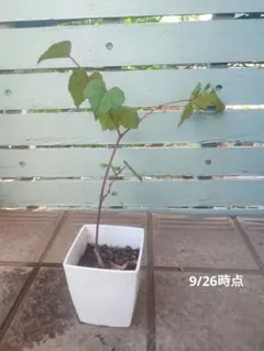 2025年最新】ぶどう苗木の人気アイテム - メルカリ 長野パープル 特大