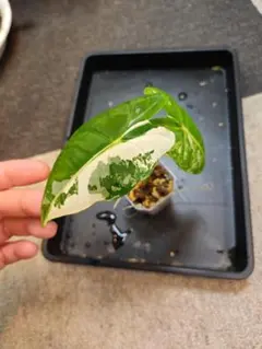 かるぱす様 リクエスト 2点 まとめ商品