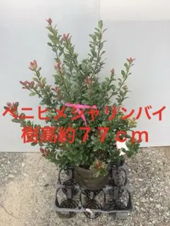 金のなる木／ 花月／ フチベニベンケイ 多肉植物 観葉植物 中株 - メルカリ