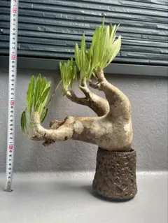 【極美株】イノピナツム パキポディウム 特大 希少 現地球 発根済み 塊根植物 Yahoo!オークション - 超特大美株 パキポディウム イノピナツム