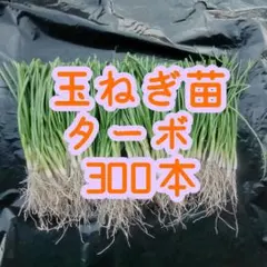 2025年最新】玉ねぎ ネオアースの人気アイテム - メルカリ