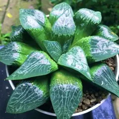☆ハオルチア 裏般若×老川黒コンプト☆実生裏窓選抜苗 多肉植物