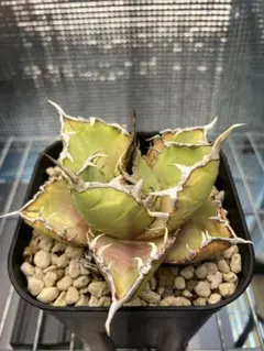 2026年最新】アガベ 狼人 錦の人気アイテム - メルカリ