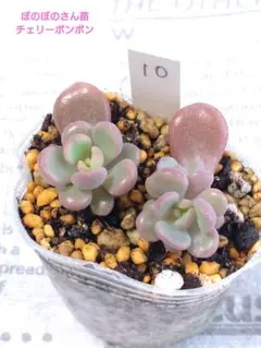 多肉植物 優萌(ゆめ)♡小苗(ぼのぼのさん苗) 多肉植物 優萌(ゆめ)♡小苗(ぼのぼのさん苗) 多肉植物 優萌(ゆめ