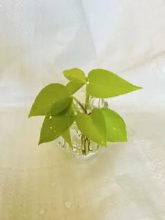 ネコポトスライムコンパクト ポトスライムコンパクトネコ ポトスライムコンパクト