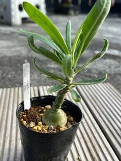 グラキリ　良型　現地球　サキュレンタム種子10粒プレゼント グラキリ 良型 現地球 サキュレンタム種子10粒プレゼント