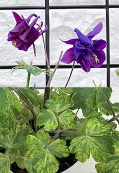 斑入りオダマキの種のサムネイル