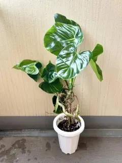観葉植物 アロカシアハートいも 8寸 高さ105㎝ 希少 クワズイモ - メルカリ