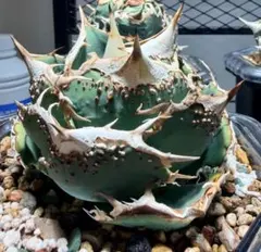 Y-647アガベチタノタ鱷龜のサムネイル