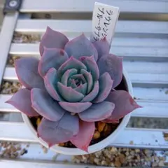 2026年最新】ブルーサプライズ 多肉の人気アイテム - メルカリ