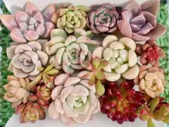 11. 多肉植物 韓国苗★エケベリア★他 カット苗セット 寄せ植え 詰め合わせ