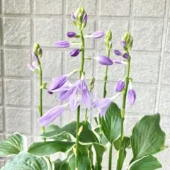 中型種 ギボウシ / ホスタ フォビドゥンフルーツ 1芽 1-2】中型種 ギボウシ / ホスタ フォビドゥンフルーツ 1芽 - メルカリ