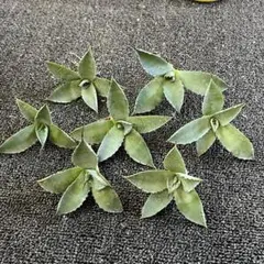 多肉植物アガベ チタノタ 曲刺八荒雷神 小株 7株同梱のサムネイル