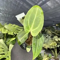 2026年最新】anthuriumの人気アイテム - メルカリ