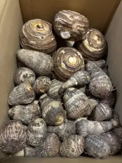 2026年最新】農薬不使用里芋の人気アイテム - メルカリ