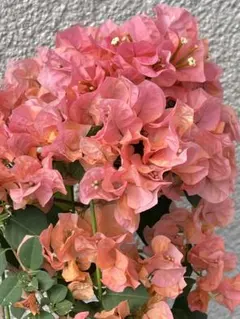 2026年最新】ブーゲンビリア苗の人気アイテム - メルカリ