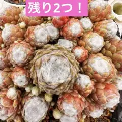 多肉植物 センペルビウム アラクチタン No.14【青】 - メルカリ