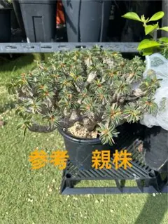 専用　ギラウミニアナ種子　32粒 専用 ギラウミニアナ種子 32粒 1018174313_67121fa15092f.jpg