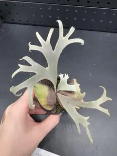 2026年最新】totoro ビカクシダの人気アイテム - メルカリ