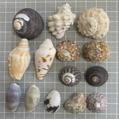 【275】ヤドカリハウス★貝殻セット オカヤドカリ