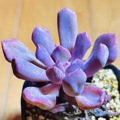 ACHAN専用ページ 多肉植物 エケベリア 詰め合わせ - メルカリ
