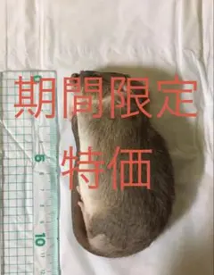 冷凍SM100匹のサムネイル
