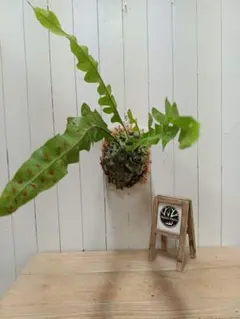 2026年最新】レカノプテリス バルゴイの人気アイテム - メルカリ