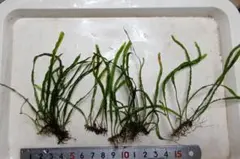 ミクロソリウム・本ナローリーフ 3株 現物 無農薬 - メルカリ