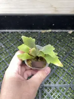 ビカクシダ P. willinckii 