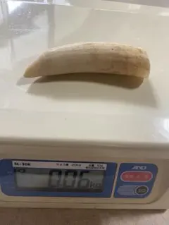 2025年最新】マッコウクジラの歯の人気アイテム - メルカリ