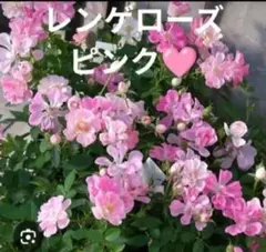 多花性 ミニバラ レンゲローズ 蕾付き♪ - メルカリ